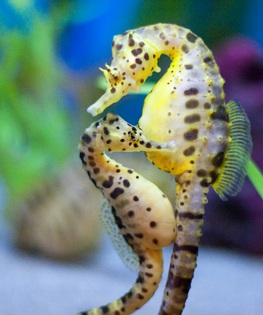 seahorse love